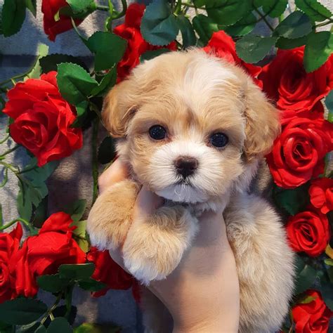 I have 4 puppies available , they are all females pure breed , perfect Christmas gift for any family Serious inquires only Rehoming baby Maltese puppies - general for sale - by owner - craigslist. . Craigslist puppies for sale by owner
